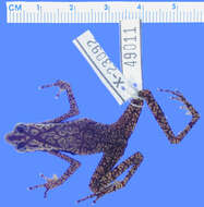 Image of Rancho Grande Harlequin Frog