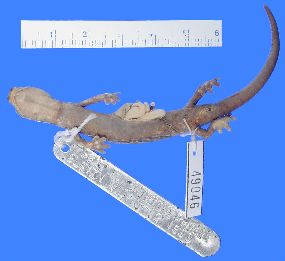 Image of Bolitoglossa marmorea (Tanner & Brame 1961)