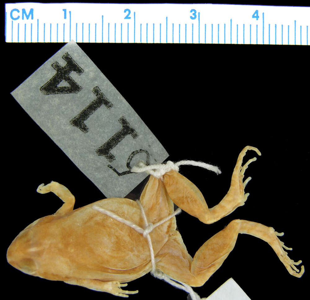 Image of microhylid frogs