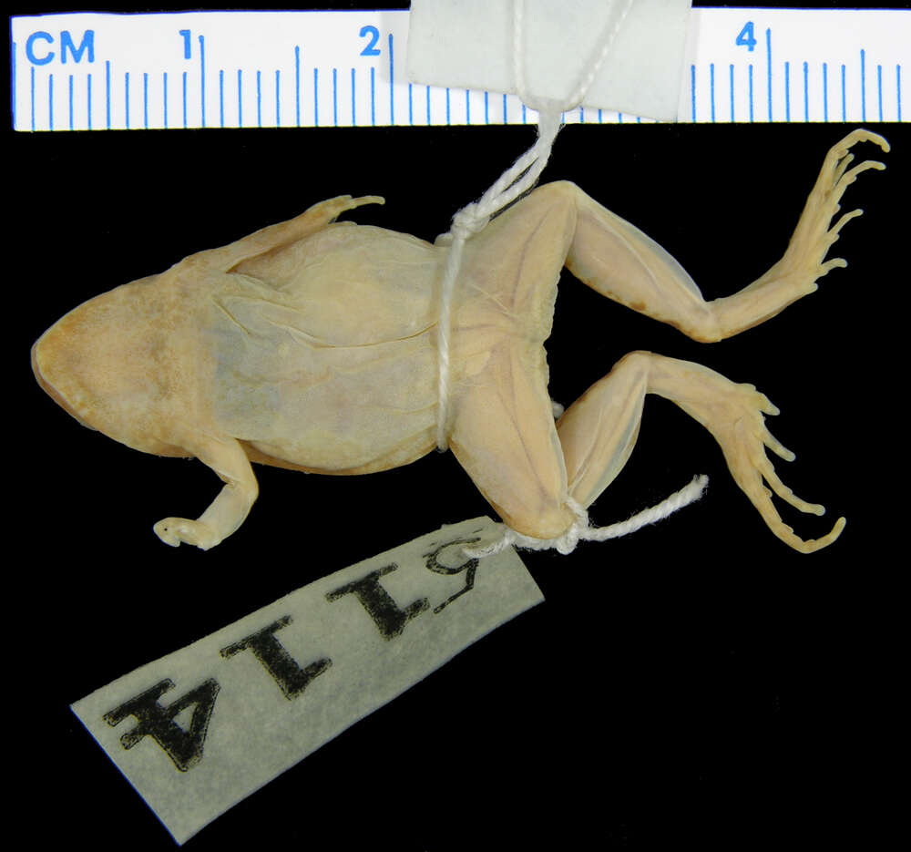 Image of Ant Frog