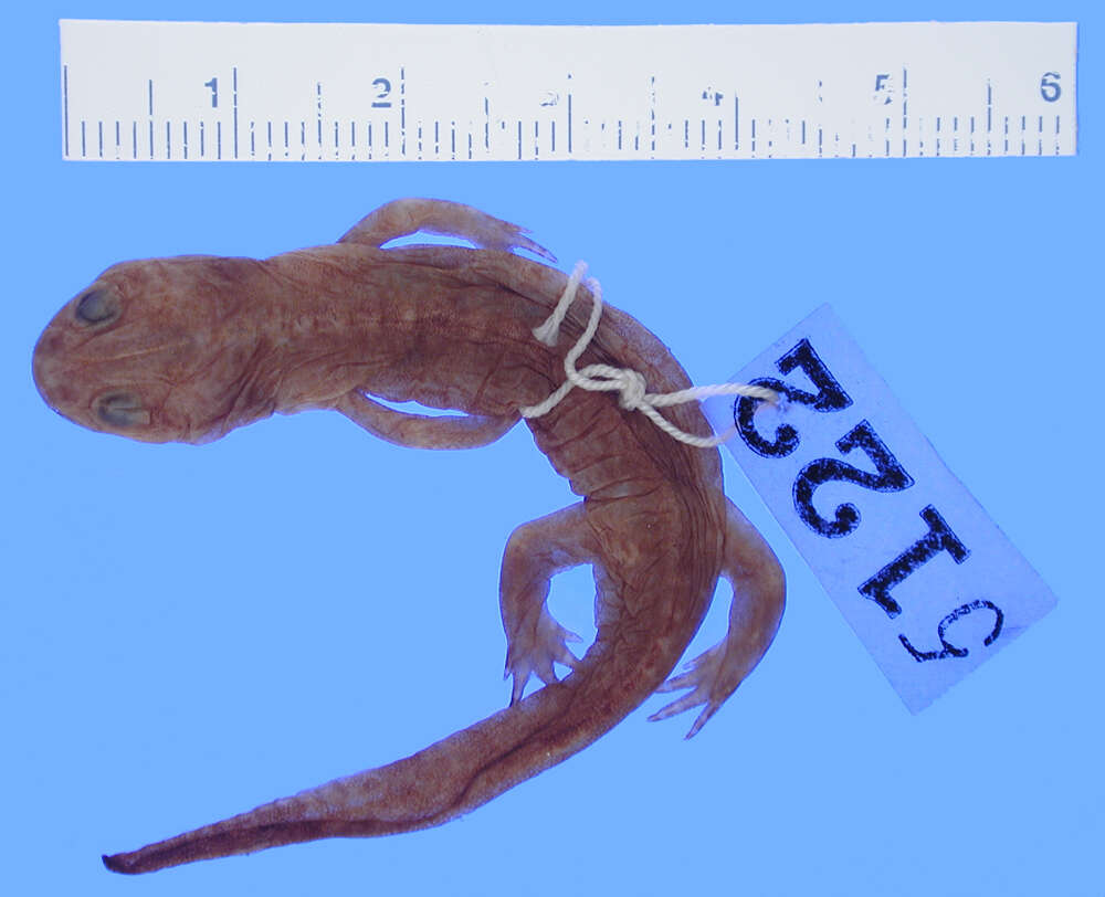 Image of Ezo Salamander