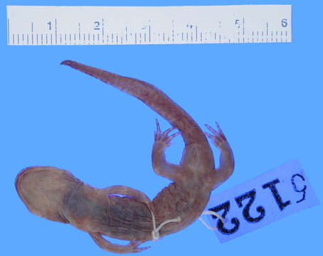 Image of Ezo Salamander