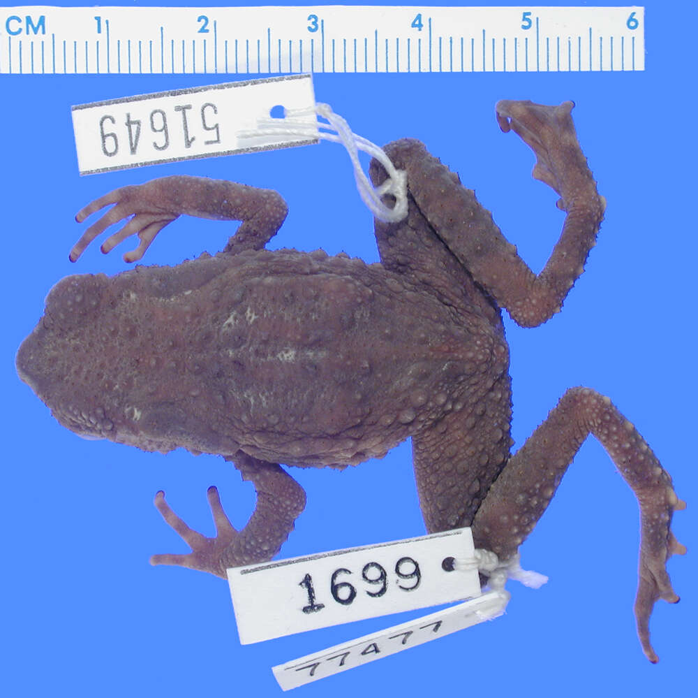 Image of Phrynoidis juxtasper (Inger 1964)