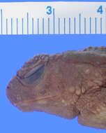 Image of Phrynoidis juxtasper (Inger 1964)