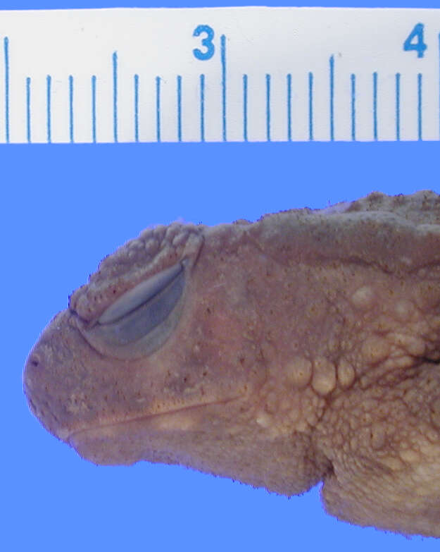 Image of Phrynoidis juxtasper (Inger 1964)