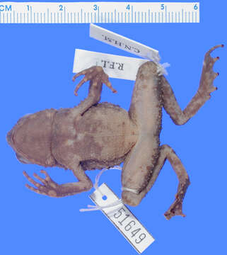 Image of Phrynoidis juxtasper (Inger 1964)