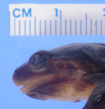 Image de <i>Pseudacris regilla pacifica</i>