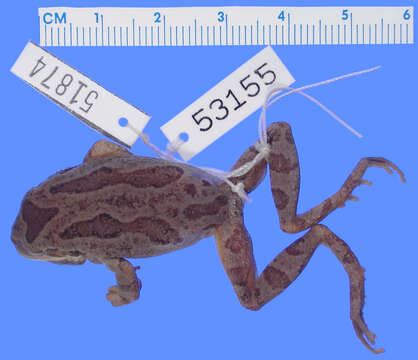 Image de <i>Pseudacris regilla cascadae</i>