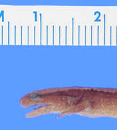 Image of Brook salamander