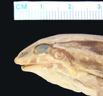 Image of Leptodactylus labrosus Jiménez de la Espada 1875