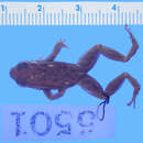 Image of Loja Rocket Frog