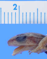 Image of Loja Rocket Frog