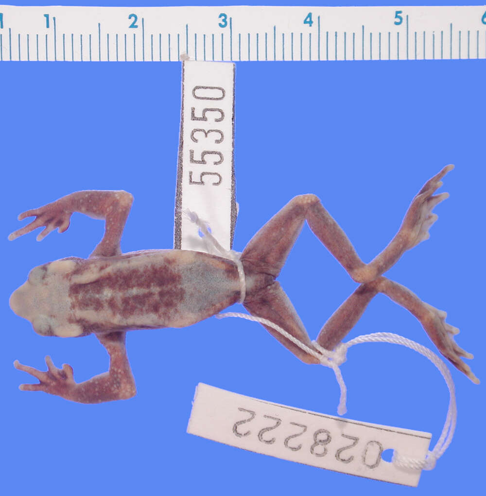 Image of Atelopus senex Taylor 1952