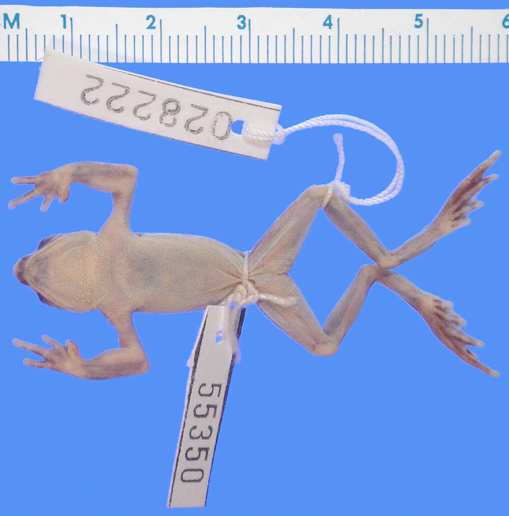 Image of Atelopus senex Taylor 1952