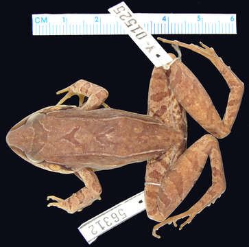 Image of Amazonian White-lipped Frog