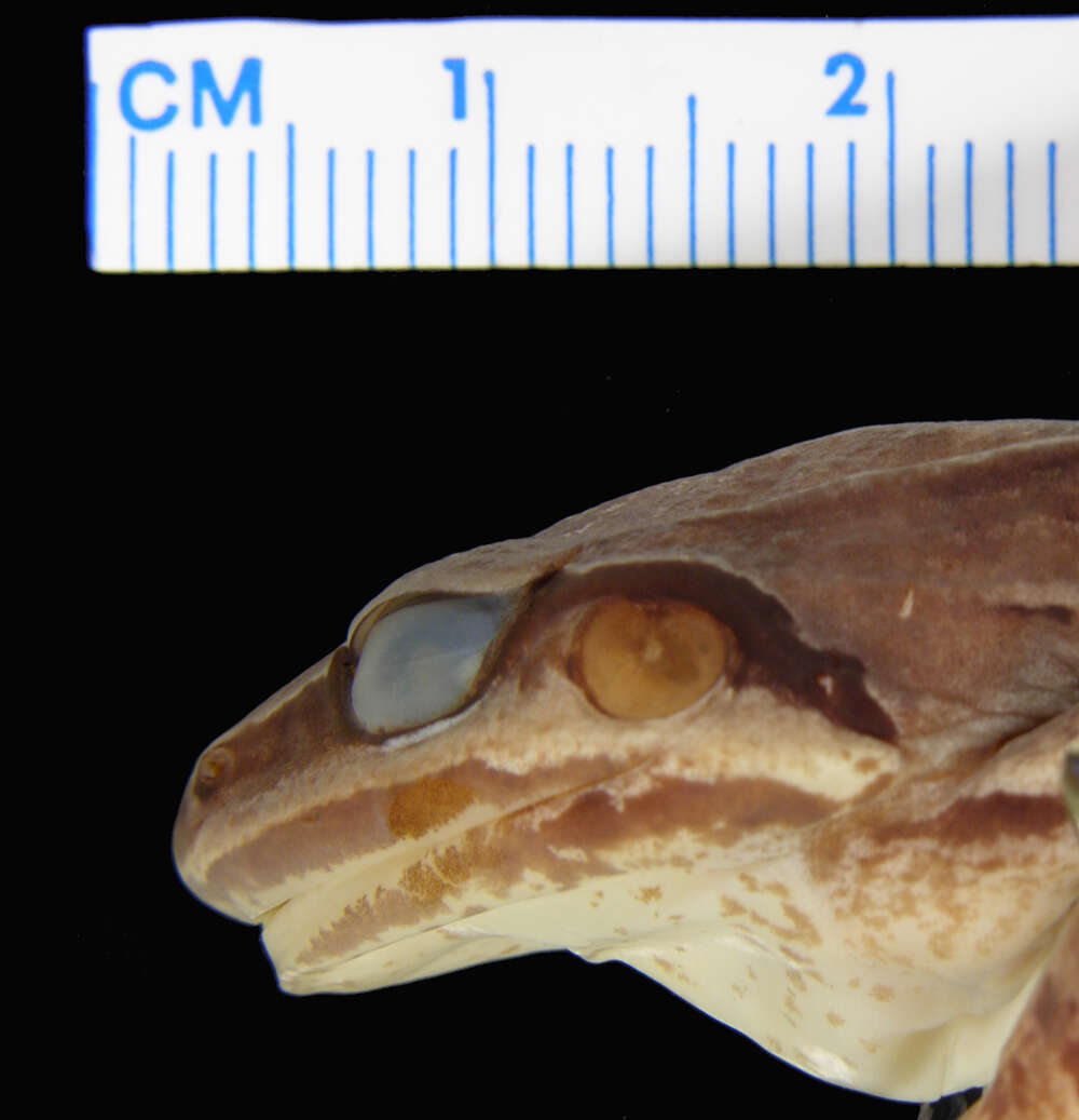 Image of Amazonian White-lipped Frog