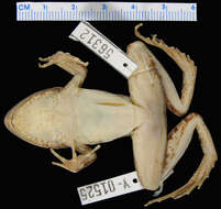 Image of Amazonian White-lipped Frog