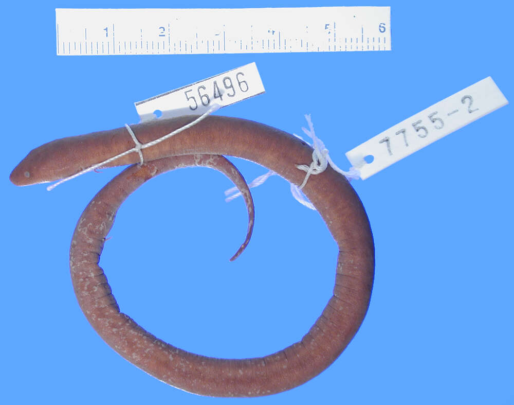 Image of one-toed amphiuma