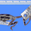 Image of Swynnerton's Reed Frog