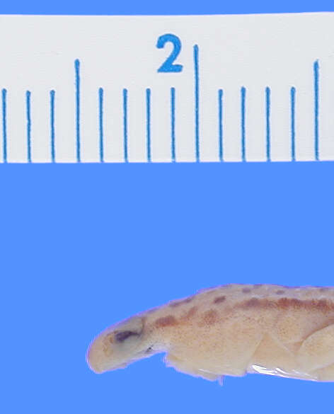 Image of Blue Ridge Two-Lined Salamander