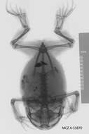 Imagem de Heleioporus albopunctatus Gray 1841