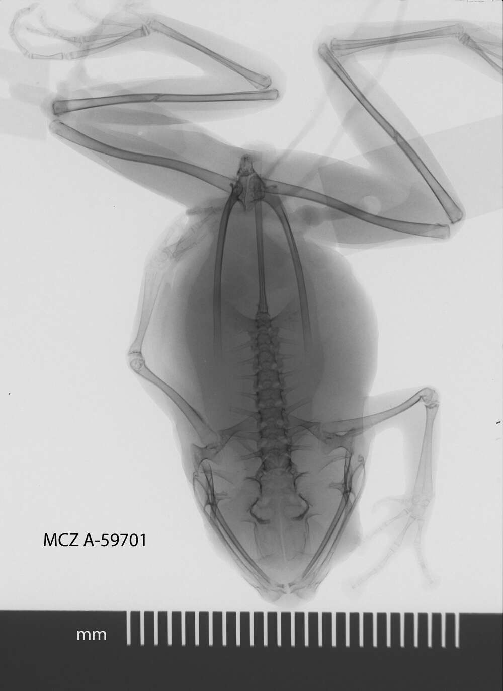 Image of Sphenophryne Peters & Doria 1878