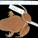 صورة <i>Phrynomantis humicola compta</i>