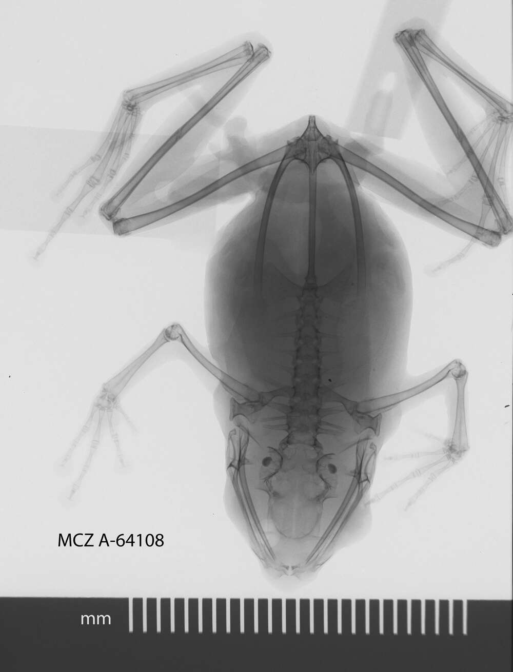 Image of Sphenophryne Peters & Doria 1878