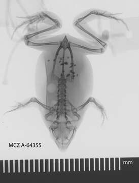 Image of Myersiella Carvalho 1954