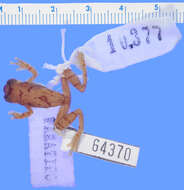 Image of Dendropsophus rossalleni (Goin 1959)