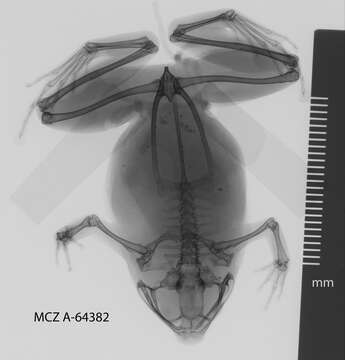 Image of Copiula Méhely 1901