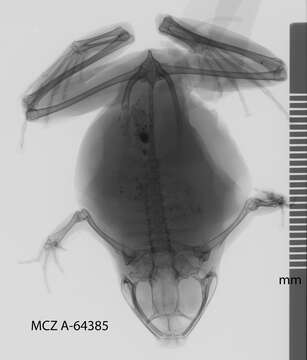 Image of Copiula Méhely 1901