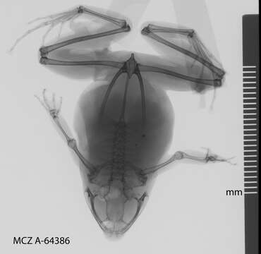 Image of Copiula Méhely 1901