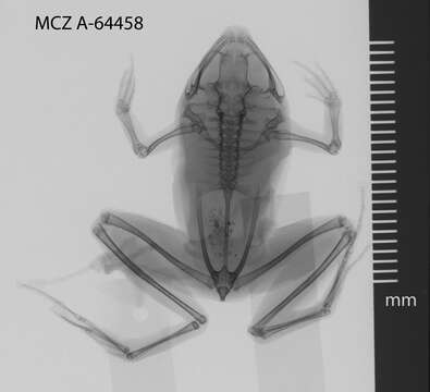 Image of Copiula Méhely 1901