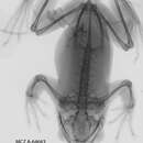 Image de Xenohyla truncata (Izecksohn 1959)