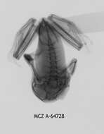 Image de Leptopelis karissimbensis Ahl 1929