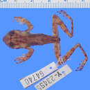 Image of Tepuihyla rodriguezi (Rivero 1968)