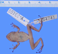 Pristimantis pulvinatus (Rivero 1968)的圖片