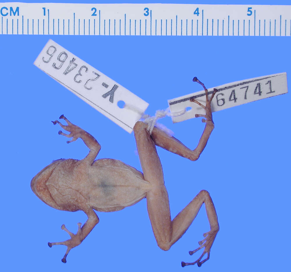 Imagem de Pristimantis pulvinatus (Rivero 1968)