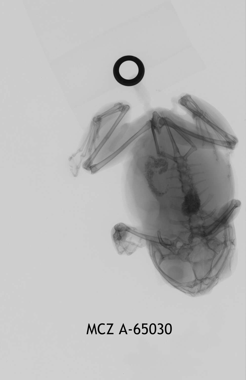 Image of Leptopelis concolor Ahl 1929