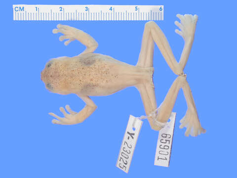 Image of Tabor Tree Frog