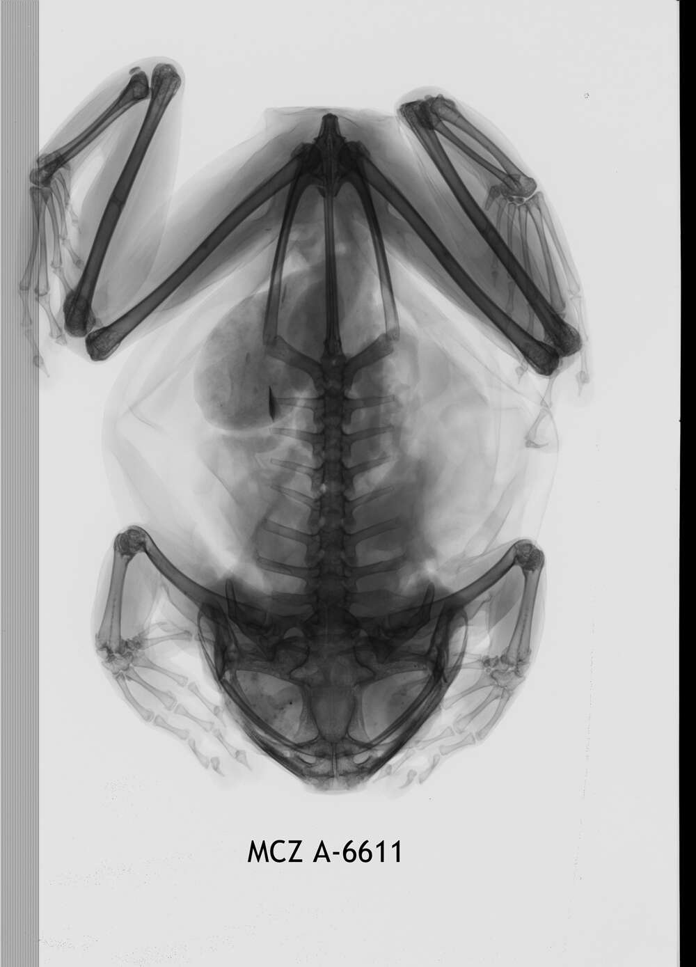 Leptopelis notatus (Peters 1875)的圖片