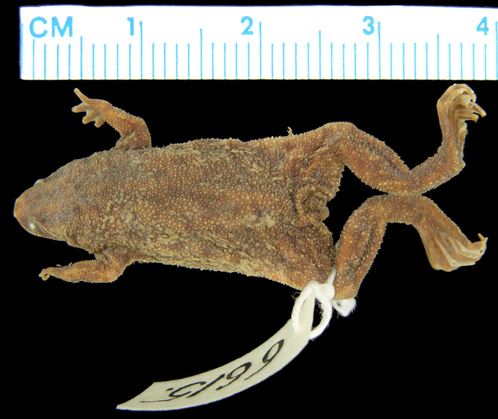 Image of Western dwarf clawed frog