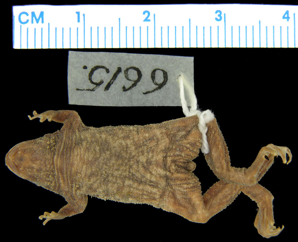 Image of Western dwarf clawed frog