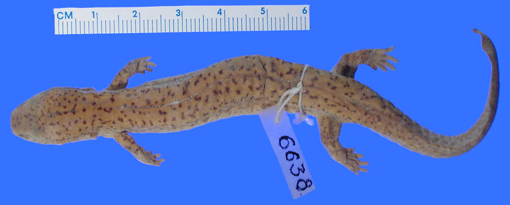 Image of Spring Salamander