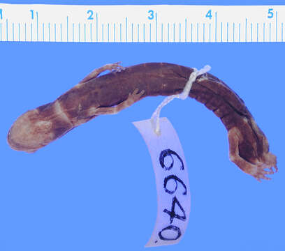 Image of Leprous False Brook Salamander