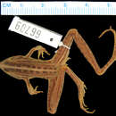 Image of Lunda grassland frog