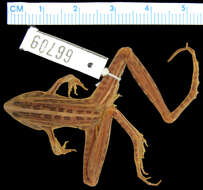 Image of Lunda grassland frog