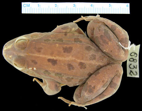 Image of Perez's Frog