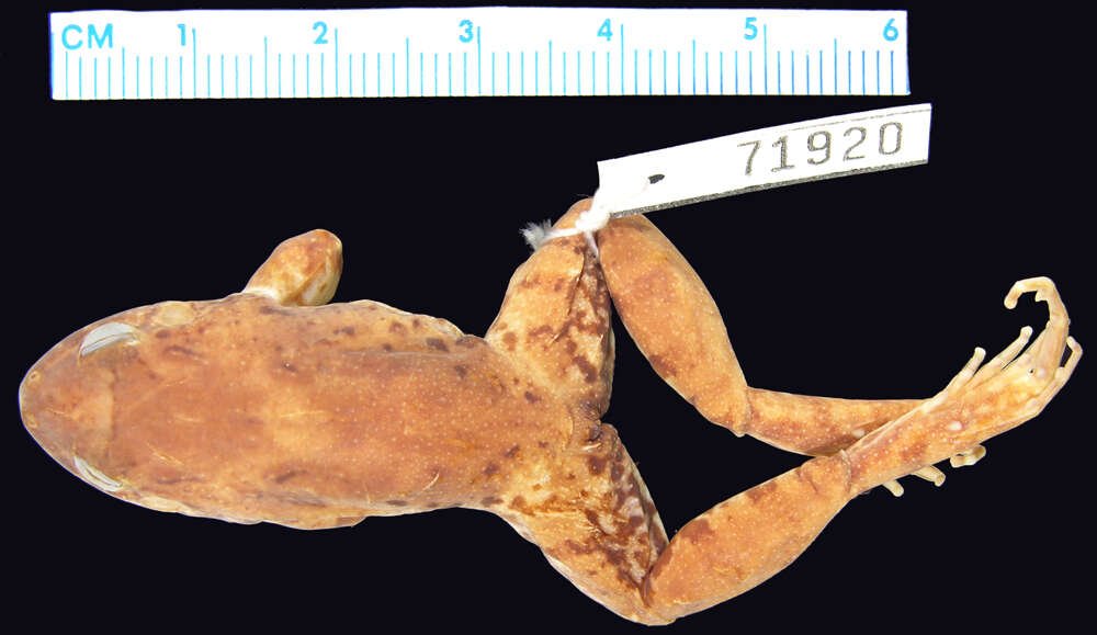 Imagem de Leptodactylus wagneri (Peters 1862)